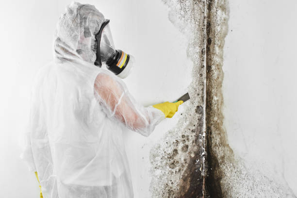 Best Mold Remediation Experts  in Cleveland, OK
