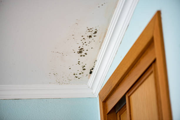 Professional Mold Removal in Cleveland, OK