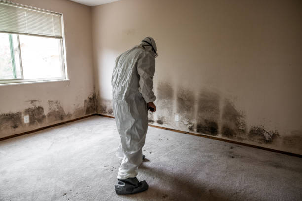 Best Black Mold Removal  in Cleveland, OK