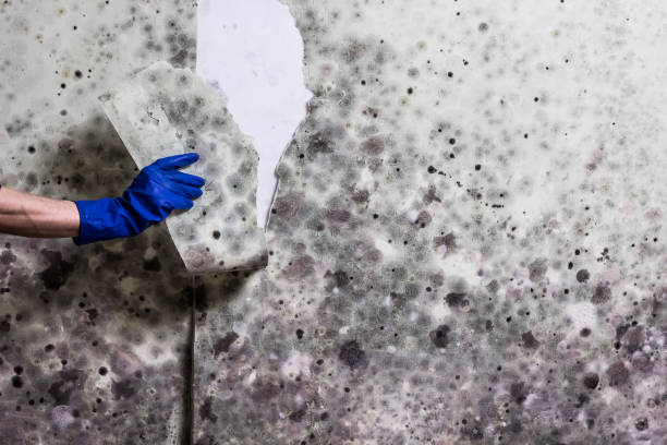 Best Mold Testing and Removal  in Cleveland, OK