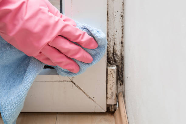 Best Office Mold Removal Services  in Cleveland, OK